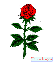 Поло Valentine Rose Love