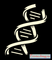 Борцовка мужская Структура ДНК